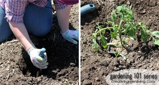 How to plant tomatoes woman digging a hole to plant tomatoes in